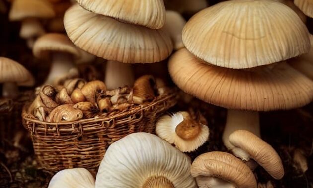 মাশরুম ব্যবসা - Mushroom Business in Bengali